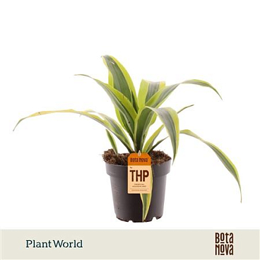 Dracaena Fragrans Lemon Lime