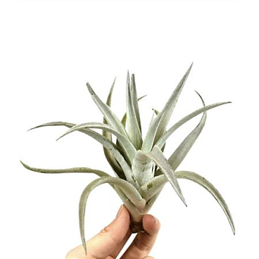 Tillandsia Harissi