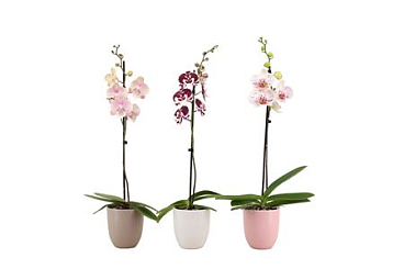 Phal Hugo Hotel Mix Phal Mix 1t 9+ (vg)