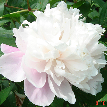 Пион травянистый Айсберг в тубе