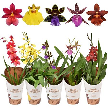Orchid 1st Mix