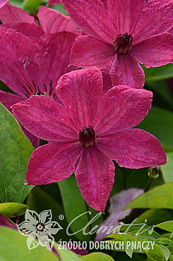 Клематис цельнолистный Экспандер