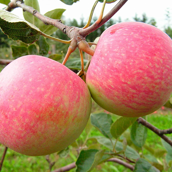 Яблоня домашняя Грушовка Московская в тубе