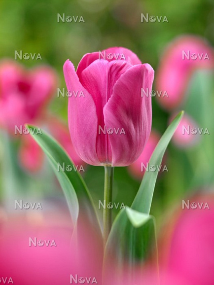 Тюльпан триумф Дон Кихот | Оптовая цветочная компания «Флора Групп» Тюльпан триумф Дон Кихот