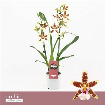 Cambria 2st White Renaissance Orchid Collection
