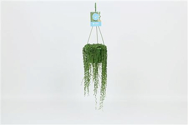 Senecio Rowleyanus Hangpot