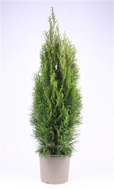 Thuja Occidentalis Smaragd