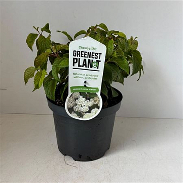 Viburnum Plic Newport