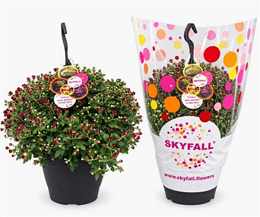 Chrys Skyfall Trio Hanging Pot