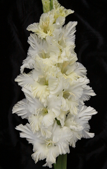 Гладиолус крупноцветковый Сын Луны