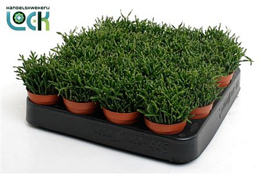 Rhipsalis Hatiora