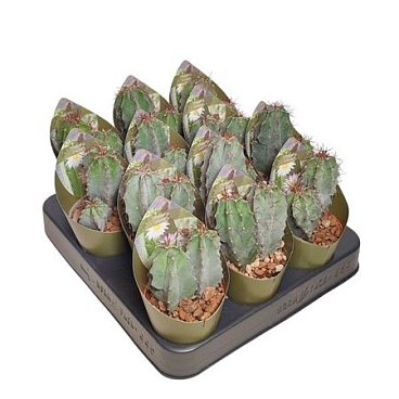 Polaskia Chichipe Potcover