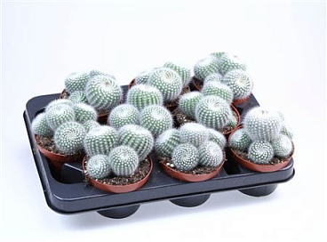 Notocactus Parodia Albata