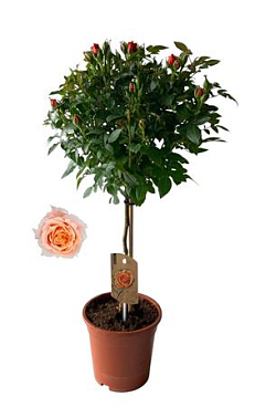 Rosa On Stem Orange
