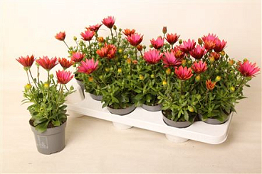 Osteospermum Bronze Flare