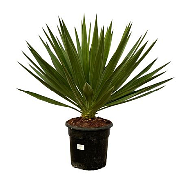 Yucca Gloriosa