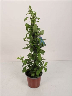 Plumbago Auriculata Pyramid