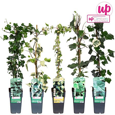 Hedera Mix