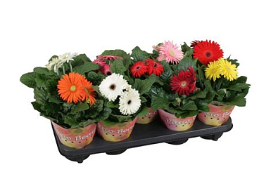 Gerbera Patio Beauty Mix Potcover Single Flower