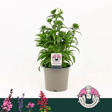 Dianthus Barbatus Dart White