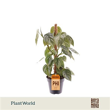 Philodendron Brandtianum Mosspole