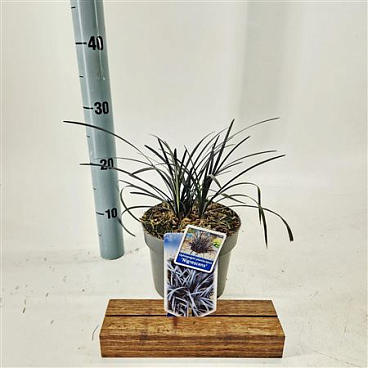Ophiopogon Plan Niger
