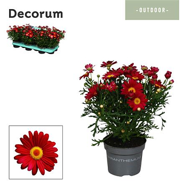 Argyranthemum Red (decorum)