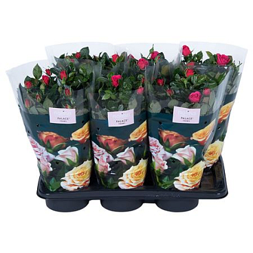 Rosa Nolina Deep Pink