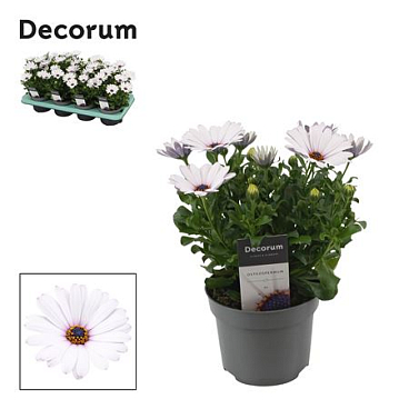 Osteospermum Fp Ice (decorum)
