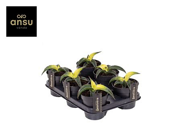 Sansevieria Star Canary