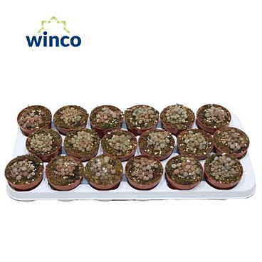 Lithops Grey (group)