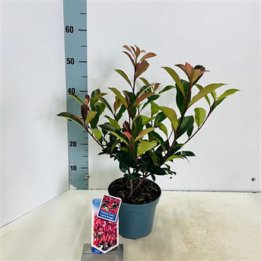 Photinia Fras Carré Rouge