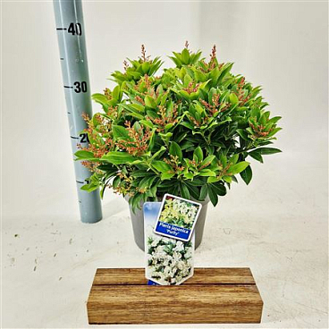 Pieris Jap Purity