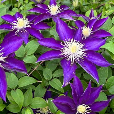 Клематис гибридный Хакуакан