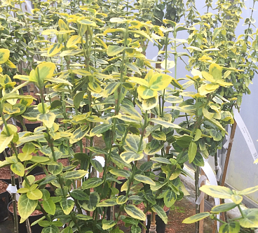 Бересклет форчуна Саншайн