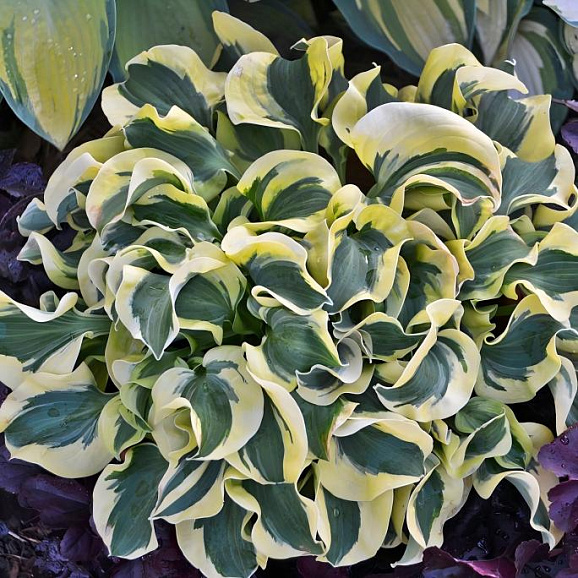 Хоста Мини Скирт