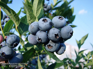 Голубика высокорослая Бриггита