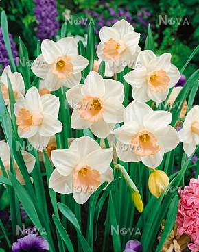 Нарцисс крупнокорончатый Саломея