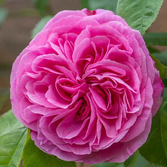 Роза парковая Гертруда Джекилл