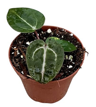 Anthurium Zara X Michelle X Red Crystallinum
