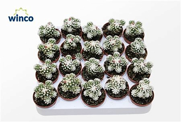 Mammillaria Gracilis (snowcap) (flowering)