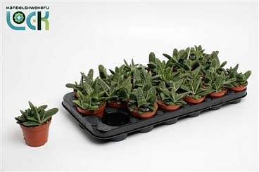 Gasteria Littel Worthy