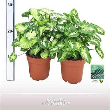 Syngonium Pixie