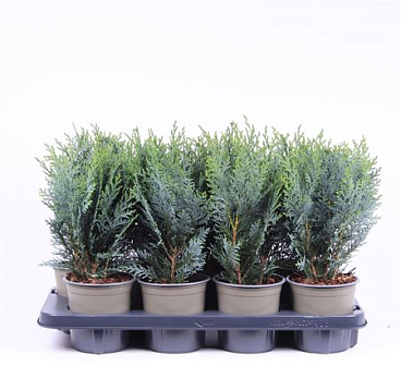 Chamaecyparis Lawsoniana Pelt's Blue