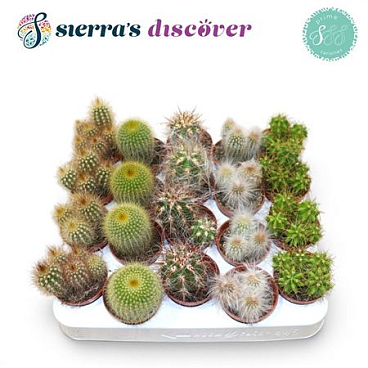 Cactus Granda Mix
