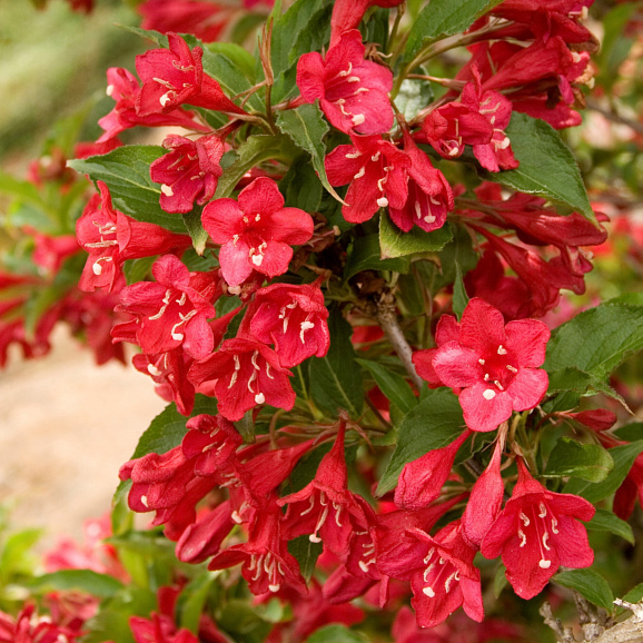 Вейгела Ред Принц (в тубе)