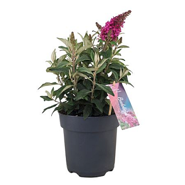Buddleja Candy Little Pink