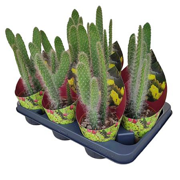 Opuntia Engelmannii Cv. Boskowitzii Potcover