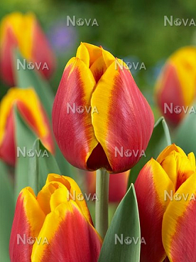 Тюльпан триумф Кисс Нелис