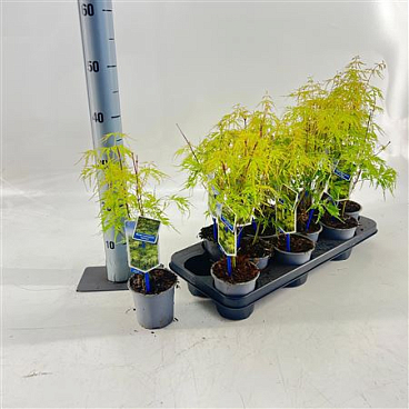 Acer Palm Seiryu